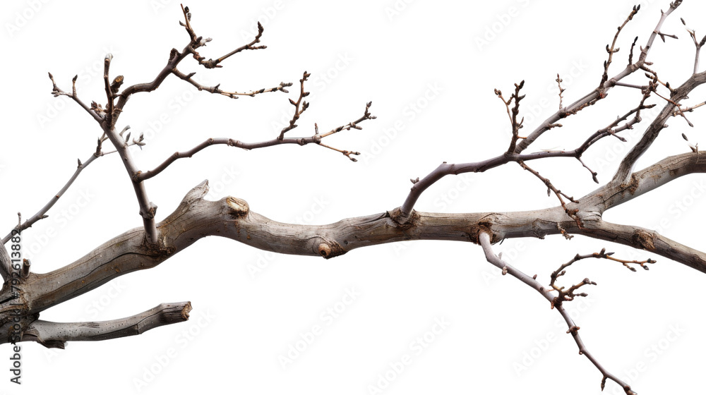 Tree branch Tree branch
