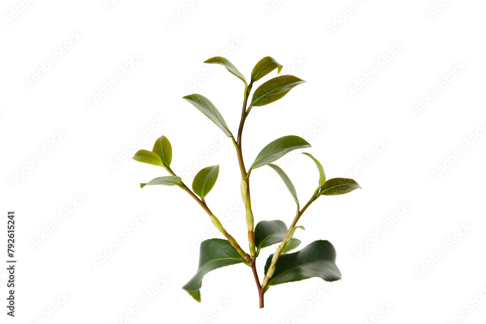 Fototapeta premium foliage, botanical objects isolated on a white background