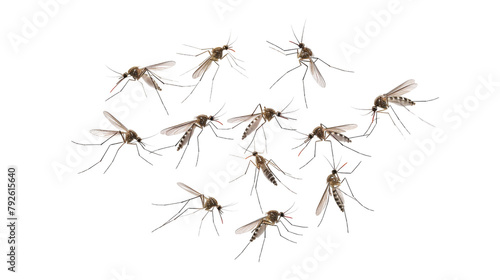 Flying mosquitoes  © PNG Kingdom 