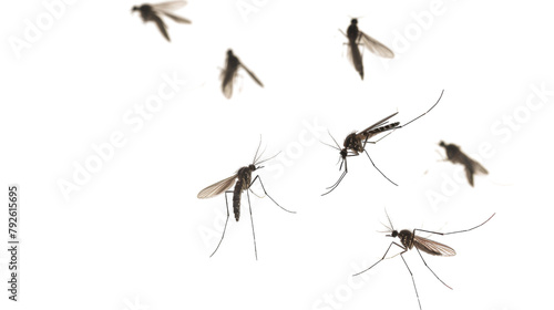 Flying mosquitoes 