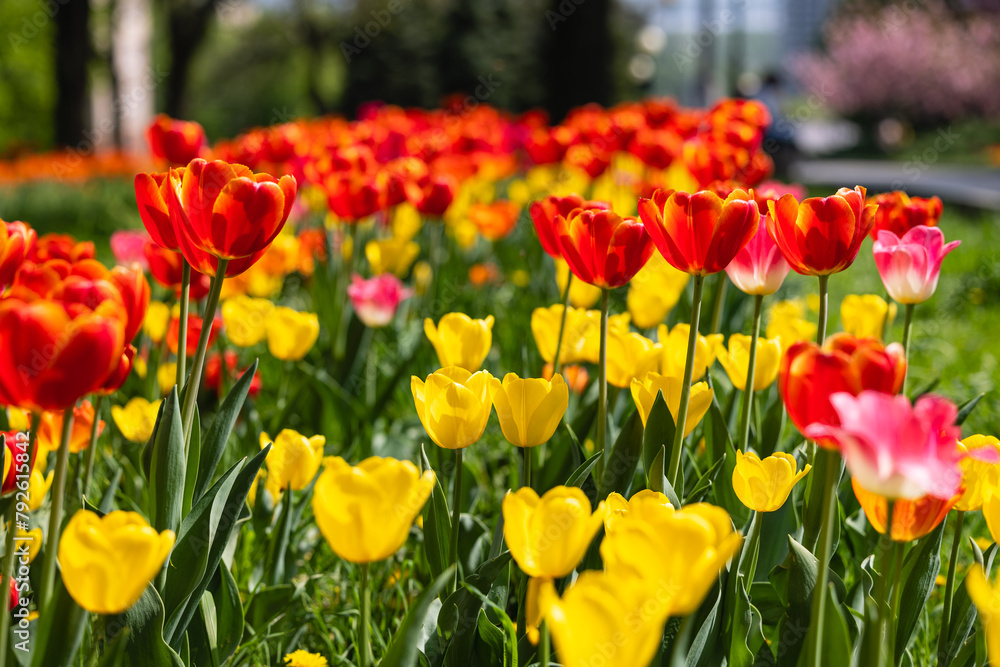 Flowerbed of blooming tulips close-up Flowerbed of blooming tulips close-up