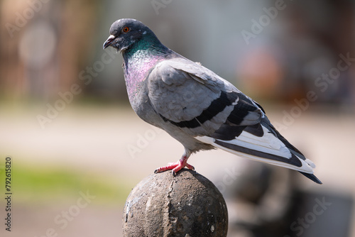 Close view of a pigeon in the park © Olena