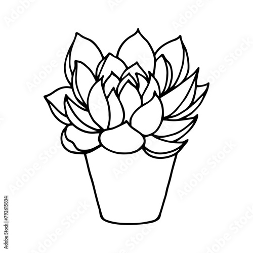 Echeveria, plant in a pot. Vector stock illustration eps10. Isolate on a white background, outline. Hand drawing. Adobe Illustrator Artwork