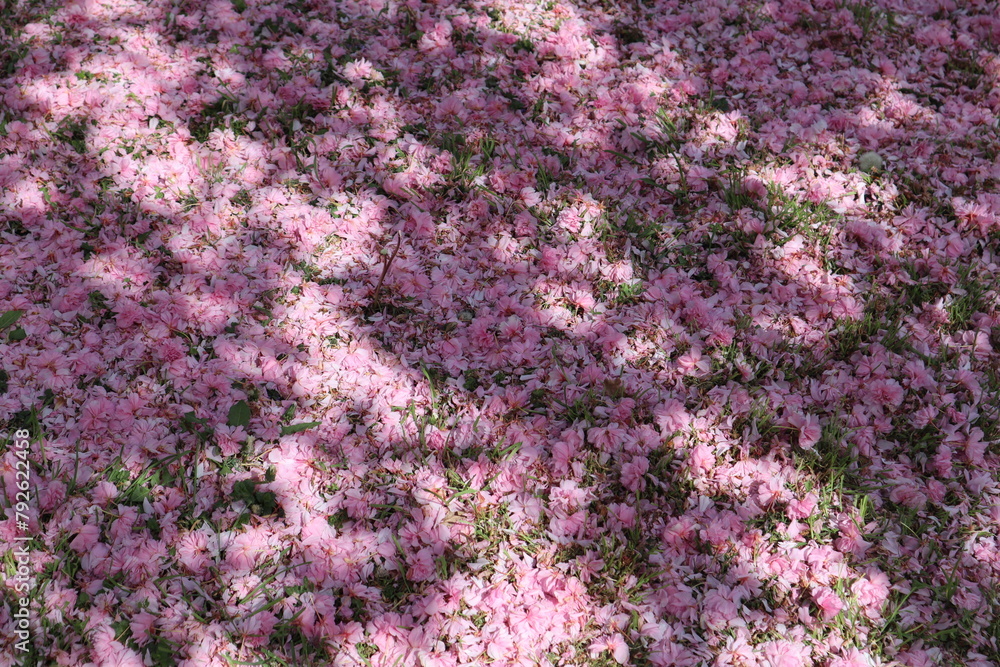 pink flowers and pink petals on the ground pink flowers and pink petals on the ground