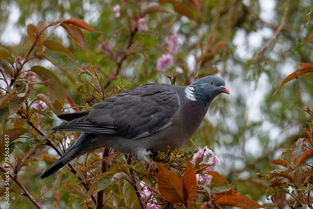 Pigeon ramier,.Columba palumbus, Common Wood Pigeon, pigeons. Beautiful closeup view of big common city feral pigeon (Columbidae) sitting on a branch Pigeon ramier,.Columba palumbus, Common Wood Pigeon, pigeons. Beautiful closeup view of big common city feral pigeon (Columbidae) sitting on a branch