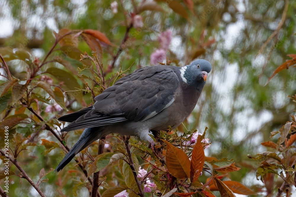 Pigeon ramier,.Columba palumbus, Common Wood Pigeon, pigeons. Beautiful closeup view of big common city feral pigeon (Columbidae) sitting on a branch Pigeon ramier,.Columba palumbus, Common Wood Pigeon, pigeons. Beautiful closeup view of big common city feral pigeon (Columbidae) sitting on a branch