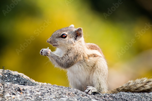Portrait of a Chipmunk posing on a rock in the forest with blurry background. Close up. Posing eating