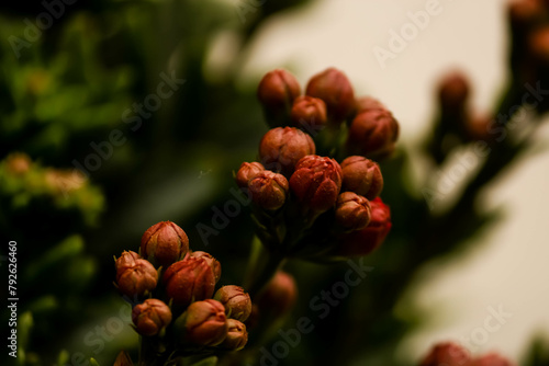 Close-up of poppy red Japanese quince flowers on a bush with green leaves. Floral wallpaper background textured