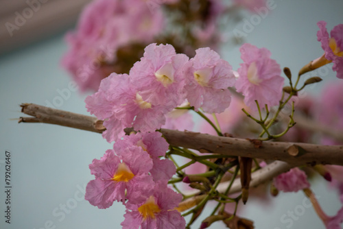 Closeup of pink Tabebuia rosea blooming. Floral background wallpaper. Pink cheery blossom in spring