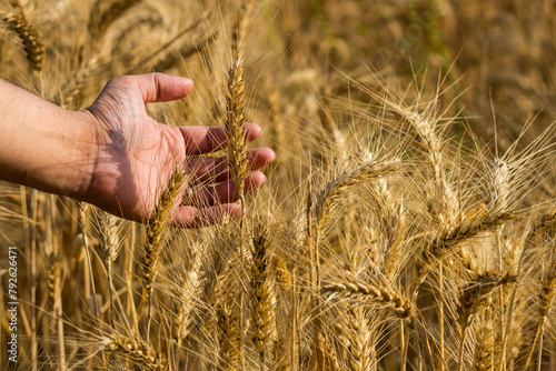 Farmer's hand touching golden wheat field. Harvesting concept. Baisakhi festival