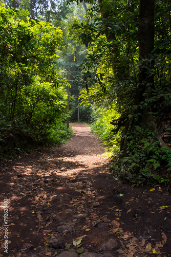 Beautiful trail in the jungle with sunrays falling. Path covered by trees in forest.