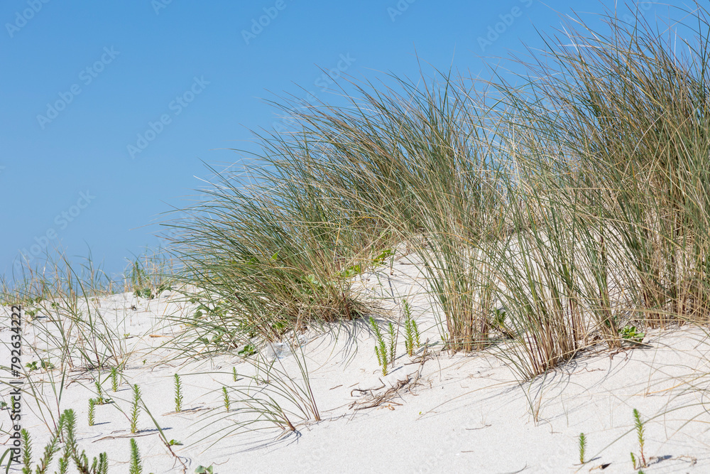 A scenic view of beach dunes with fresh green plants under a clear blue sky, with a coastal town faintly visible in the distance A scenic view of beach dunes with fresh green plants under a clear blue sky, with a coastal town faintly visible in the distance