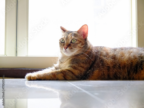 Cat basking in the sun at home