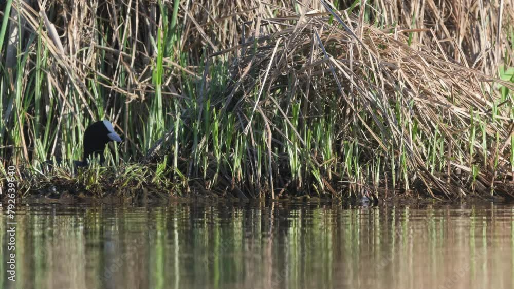 Eurasian Coot or Common Coot, Fulica atra on the water at spring time Eurasian Coot or Common Coot, Fulica atra on the water at spring time
