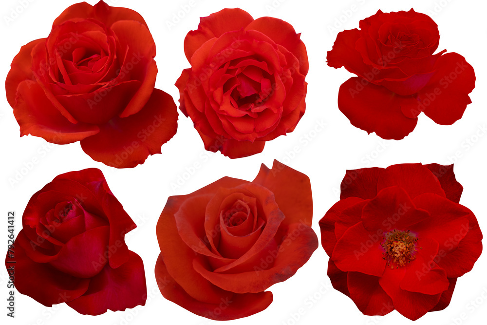 Photo with clipping path.Collections dark red roses isolated on white background. Photo with clipping path.Collections dark red roses isolated on white background.