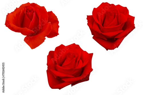 Three dark red rose isolated on white background.Photo with clipping path.