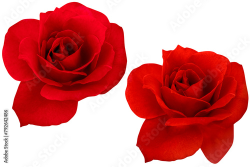 Two dark red rose heads blooming isolated on white background.Photo with clipping path.