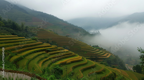  Vietnam Paddy fields 