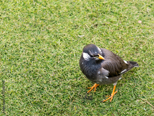 Bird walking on the grass