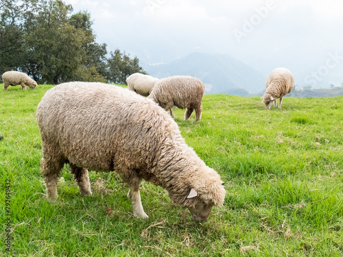 Cute sheep in Cingjing farm