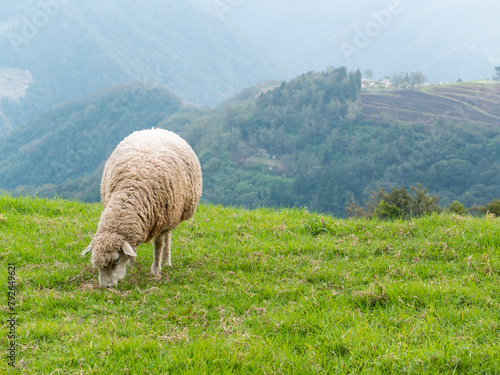 Cute sheep in Cingjing farm