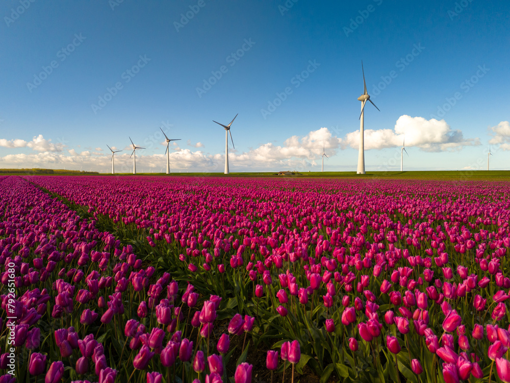 A field of vibrant purple tulips sways in the wind, with majestic windmills standing in the background against a clear sky