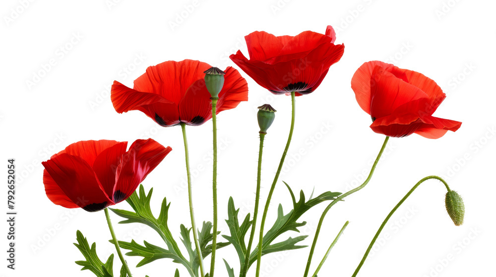Naklejka premium Poppy flowers