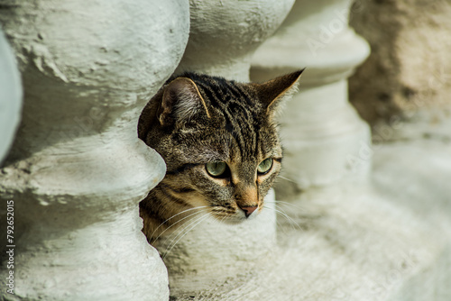 Eine Katze blickend zwischen den Säulen einer Terrasse