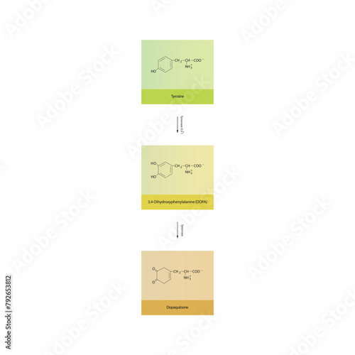 Diagram showing biosynthesis of Dopaquinone from Tyrosine via Tyrosinase - schematic molecular strcuture chemical illustration. photo