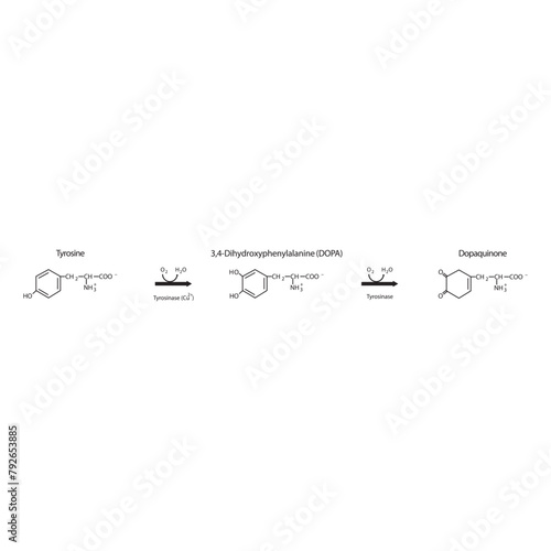 Diagram showing biosynthesis of Dopaquinone from Tyrosine via Tyrosinase - schematic molecular strcuture chemical illustration.