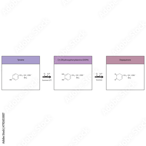 Diagram showing biosynthesis of Dopaquinone from Tyrosine via Tyrosinase - schematic molecular strcuture chemical illustration. photo