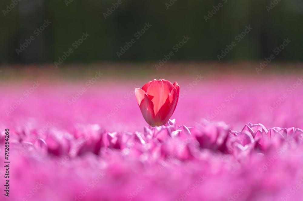 Red tulip standing out on a field of pink tulips