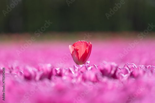Obraz na płótnie Red tulip standing out on a field of pink tulips w salonie