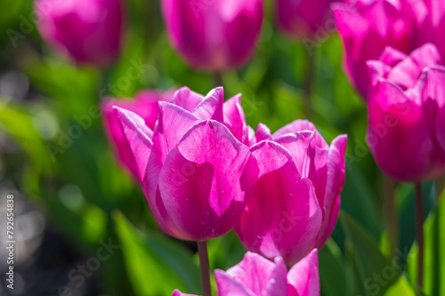 Obraz na płótnie Pink tulips close-up w salonie