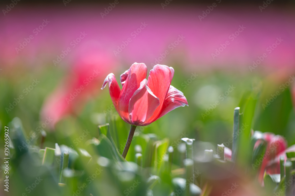 Close-up of a red tulip in the field