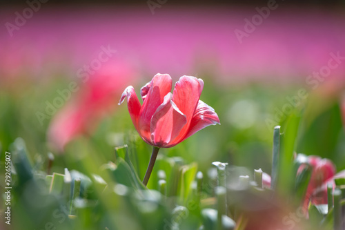 Close-up of a red tulip in the field