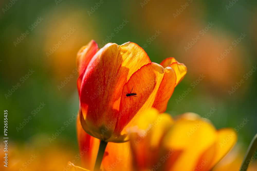 Insect on an orange tulip