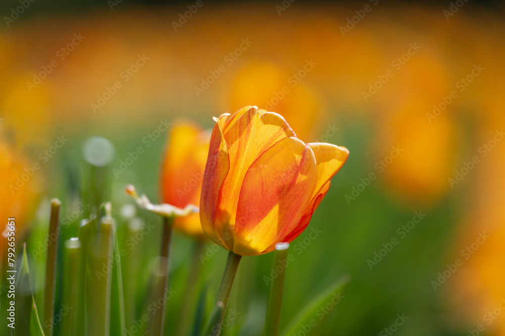 Orange tulip close-up