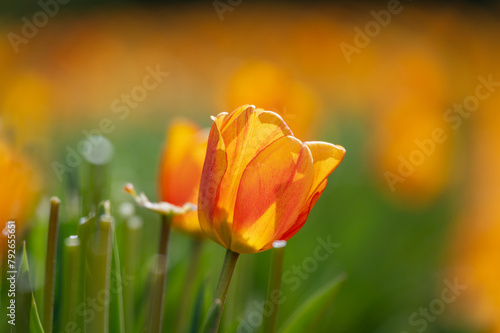 Obraz na płótnie Orange tulip close-up w salonie