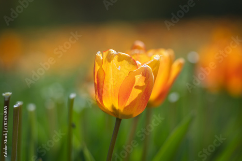 Obraz na płótnie Orange tulip close-up w salonie