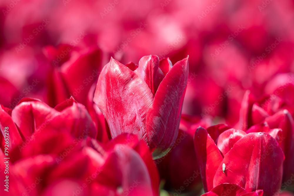 Red tulip standing out in a field of tulips