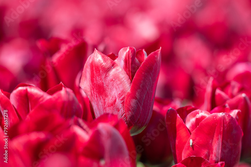 Obraz na płótnie Red tulip standing out in a field of tulips w salonie
