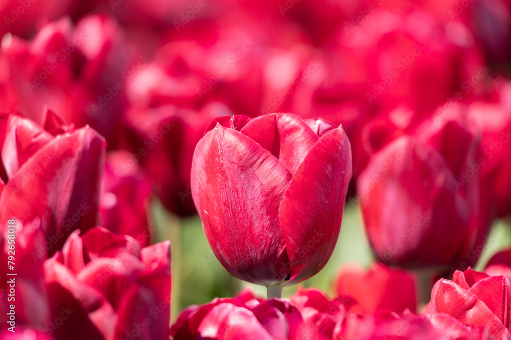 Focus on a red tulip on the field