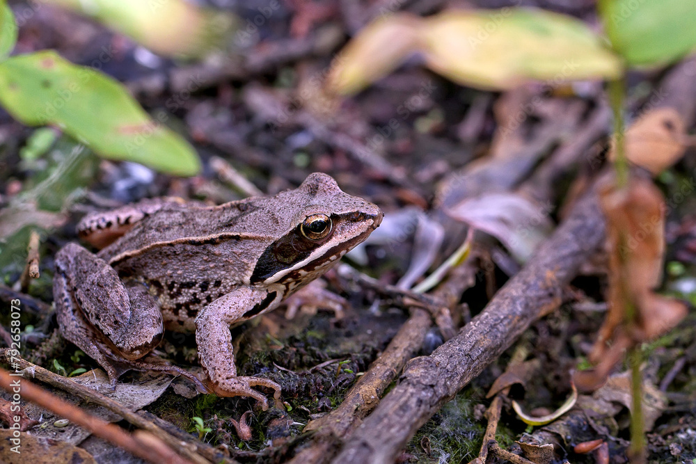 Naklejka premium frog in the wild