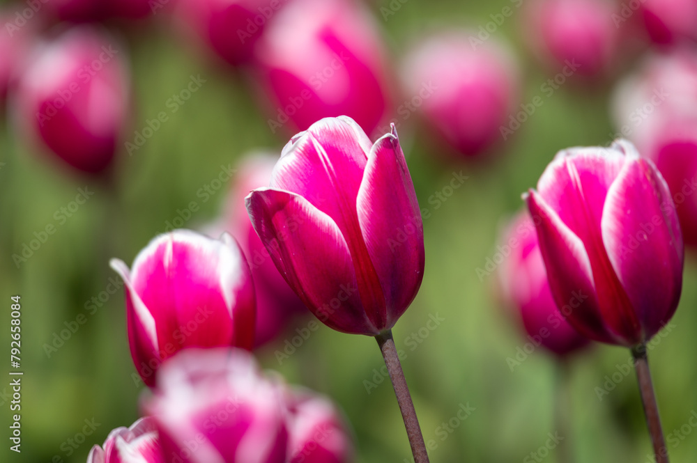 Focus on magenta colored tulip
