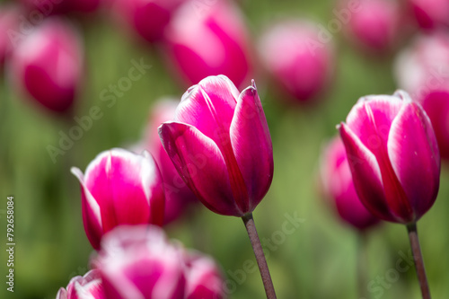 Obraz na płótnie Focus on magenta colored tulip
w salonie