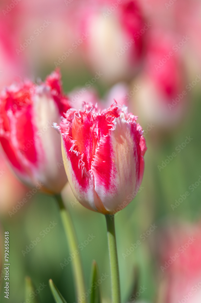 Colorful tulip close-up