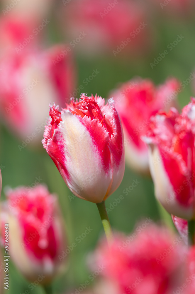 Colorful red and white tulip