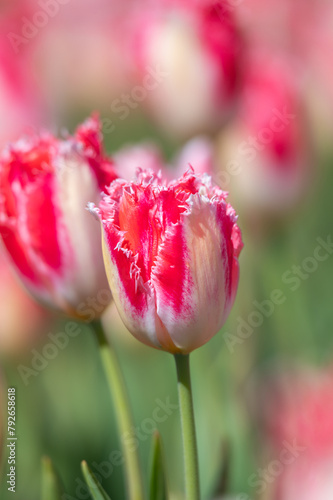 Obraz na płótnie Colorful tulip close-up w salonie