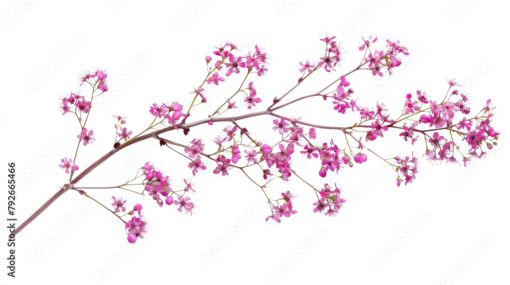 Blossom of a tree